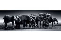 Пазл Clementoni 1000 деталей: Стадо слонов