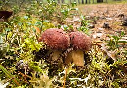 Пазл Алма деревянный 1000 деталей. Карельская сказка. Лесной урожай