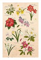 Пазл Pintoo 600 деталей: Mandie. Зимние цветы