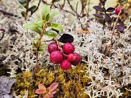 Пазл Алма деревянный 500 деталей. Карельская сказка. Дары леса