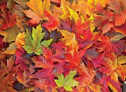 Пазл Nova 1000 деталей: Осенние листья