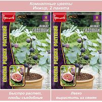 Семена комнатных цветов Инжир ИПГ