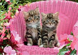 Пазл Step 2000 деталей: Милые котята