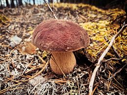 Пазл Алма деревянный 500 деталей. Карельская сказка. Боровичок