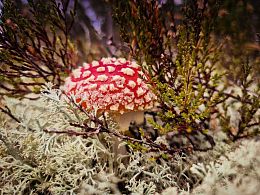 Пазл Алма деревянный 500 деталей. Карельская сказка. Мухомор