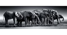Пазл Clementoni 1000 деталей: Стадо слонов