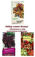 Набор семян, семена комнатных цветов Колеус, 3 шт